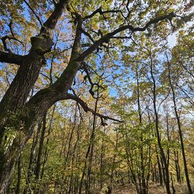Amália Bisztró és Vendégház Pusztafalu