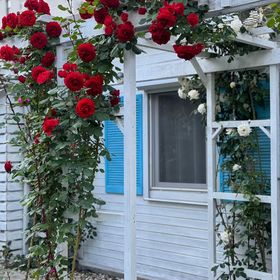 Vila Viorica Mamaia Nord