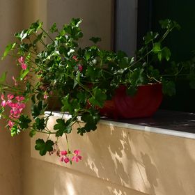 Borostyán Vendégház Nagykőrös