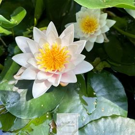 kiss on the stone Vendégház Csókakő