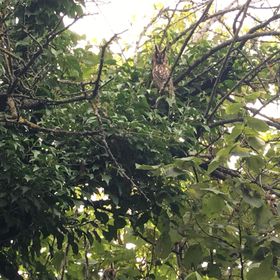 Baglyos Vendégház Kulcs