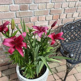 Hortenzia-Apartman Tab