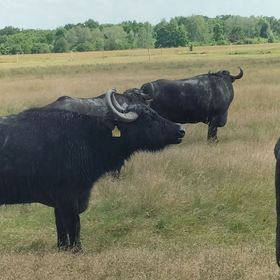 Tiszaglamping, The Belgian Hide Away Házak Tiszacsege