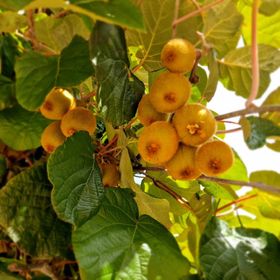 Kiwi Apartmanház Hévíz