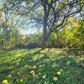 Birsalmafa Vendégház Bajánsenye