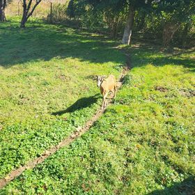 Birsalmafa Vendégház Bajánsenye