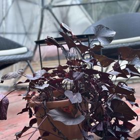 Erdei Buborék Bungalow Szarvaskő