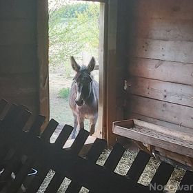 Wiejskie podwórze Ekologiczne, agroturystyka Białowieża