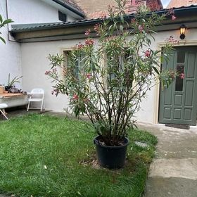 Urban Oasis Guesthouse Târgu Mureș