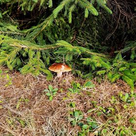 Życia Smak Life's Flavour