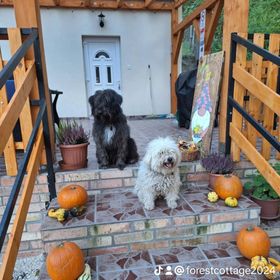 Forest Cottage 2024 Lábatlan