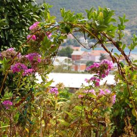 Apartments Josi Grebastica