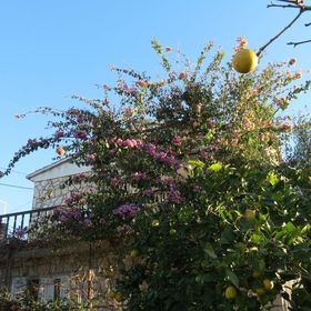 Apartments Janja Necujam