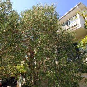 Apartment Rina Okrug Donji