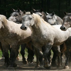 Csipkéskúti Lovas Vendégház Miskolc