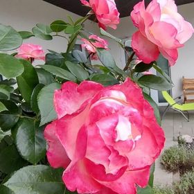 Apartamenty i Pokoje pod Gruszą Kudowa-Zdrój 