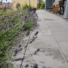 Apartamenty i Pokoje pod Gruszą Kudowa-Zdrój 