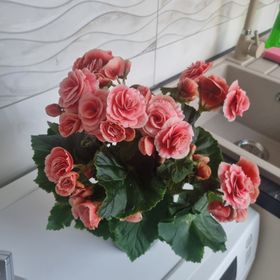 Muskátli Lux Apartman Hajdúszoboszló