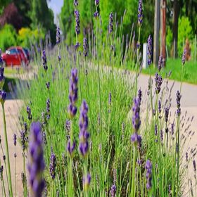 Napvirág Magánszállás Balatonakarattya