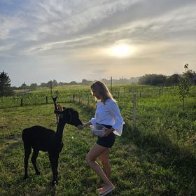 Alpaka Bakonya Svábház
