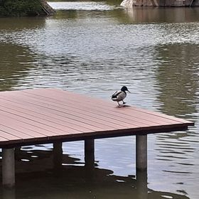 Művészház Nyaraló Békésszentandrás