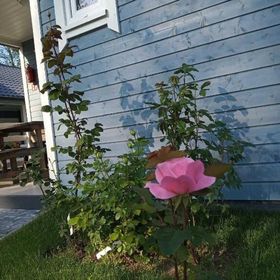 Domki na Leśnej Ustronie Morskie