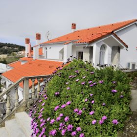 Apartment Vidas Palit