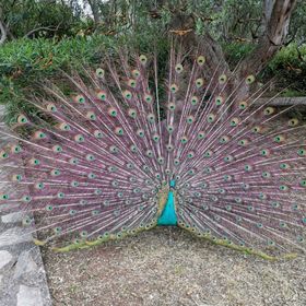 Apartment Vanja Mali Losinj