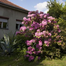 Rooms Branka Križevci