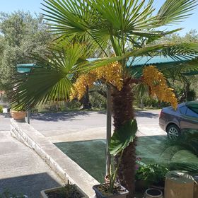 Apartments and Room Anica & Marko Supetarska Draga