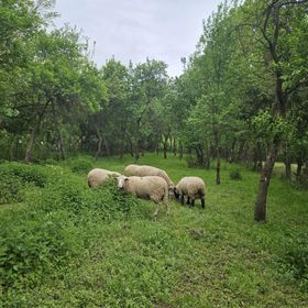 Amália Vendégház Pusztafalu