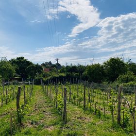 Illés Méhészet és Vendégház Felsőörs