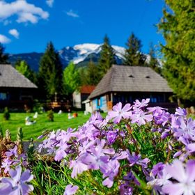 Căsuța Floarea Reginei Borșa