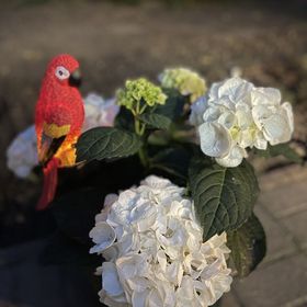 Zöld Éden Kabin Makó