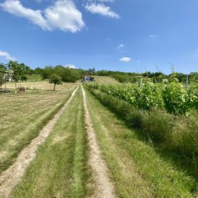 Zenit Vendégház Borgáta