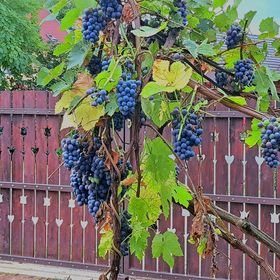 Patakparty Lak Szilvásvárad