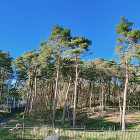 Apartament Sosna i morze Jantar