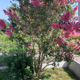 Apartmanok Parkolóhellyel Korcula - 24058 Korčula