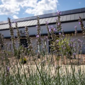 Levendula Vendégház Boldogkőváralja