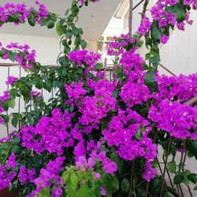 Apartment Rosa Supetar