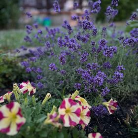 DunaWeekend Viktória Apartman Makád