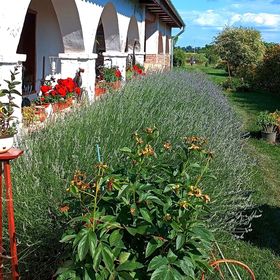 Villa Negra Vendègház Balatonfőkajár