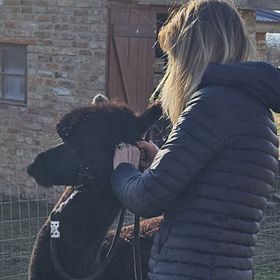 Alpaka Bakonya Kisház