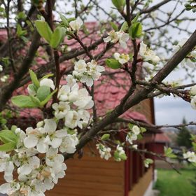 Chalupa Alžbetka vo Važci 