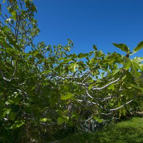 Apartments Rasic Palit