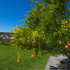 Apartments Rasic Palit