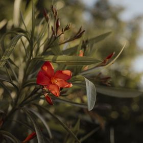 Apartments Silvana Ostrobradici Malinska