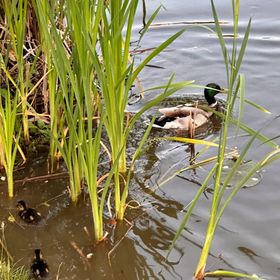 Eden Natural Resort Căpâlna