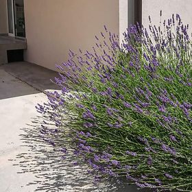 Apartman Rab - CKR967