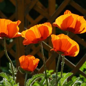 Angéla Vendégház Tokaj